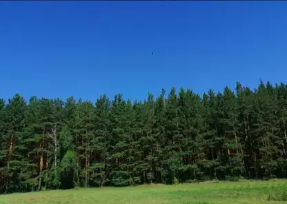 В Красноярском крае «черные» лесорубы вырубили деревья на 522 млн рублей за прошлый год