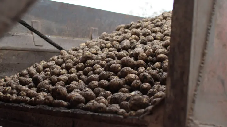 В Красноярском крае пострадавшим от пожаров предоставили 27 тонн картофеля для посадки