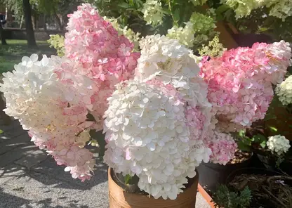 В Центральном районе Красноярска продали за лето 6,5 тысяч цветов