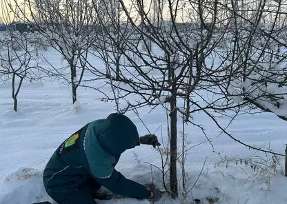 Красноярские озеленители начали подготовку к весеннему сезону