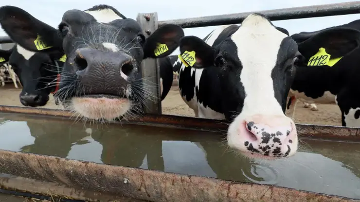 В Иркутской области частные владельцы «цифровизировали» выпас коров