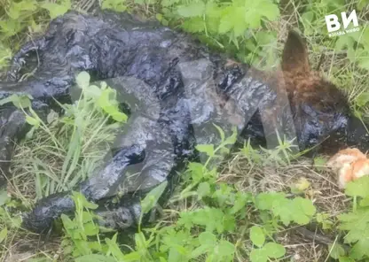 В Минусинске спасли упавшего в яму с гудроном щенка