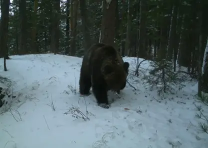 Медведи вышли из спячки в Красноярском крае