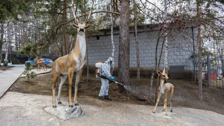Красноярский зоопарк проверили на клещей