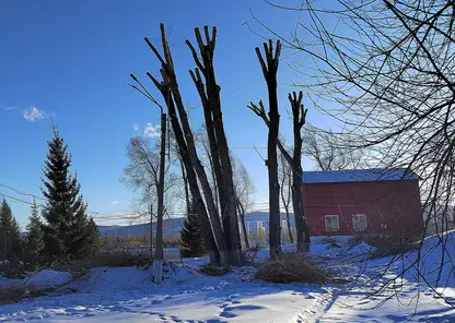 200-летние чёрные тополя сохранили на острове Посадном в Красноярске
