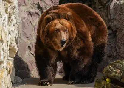 В Северо-Енисейском районе медведица с медвежатами вышла к людям