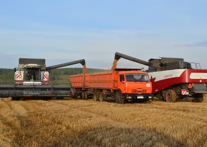 В Красноярском крае намолотили более миллиона тонн зерна
