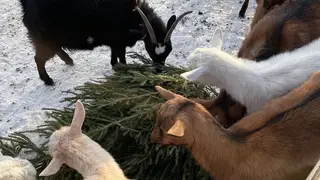Красноярцы после праздников могут сдать живые новогодние ёлки на ферму «Коза-Дереза»