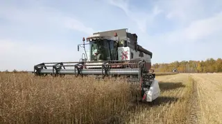 В Красноярском крае урожайность зерновых превышает рекордные показатели