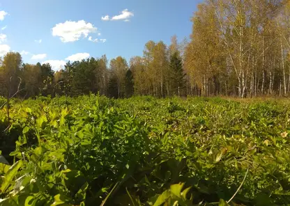 Житель Красноярского края спилил более 2 тысяч деревьев на 5 млн рублей