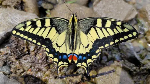В «Шушенском бору» сфотографировали одну из самых красивых бабочек