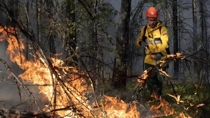 Сотрудников краевого Лесопожарного центра обучили правильно валить лес