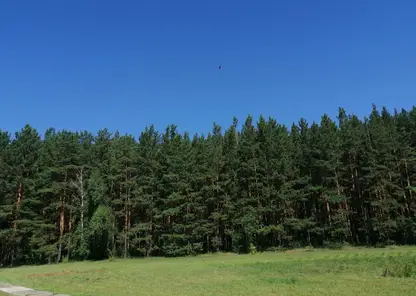 Жителя Красноярского края будут судить за незаконную рубку леса на 6 млн рублей 