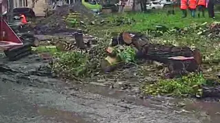 В Красноярске вырубают деревья на улице Маерчака