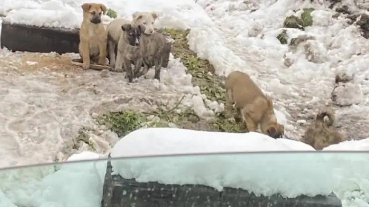 В Иркутской области сотрудники МЧС достали из канавы пятерых щенков