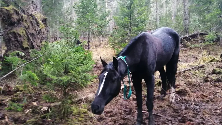 Четырёх похищенных породистых лошадей нашли в тайге Красноярского края