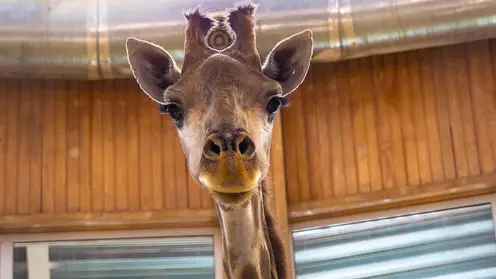 В красноярском «Роевом ручье» показали взвешивание жирафа