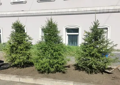 Более 11 тысяч деревьев высадили в Красноярске в 2023 году