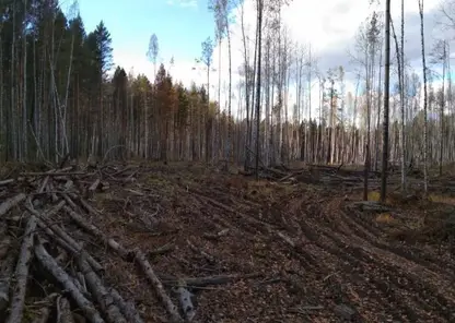 3 года лишения свободы получил мужчина из Иланского района за незаконную вырубку леса на 108 млн рублей