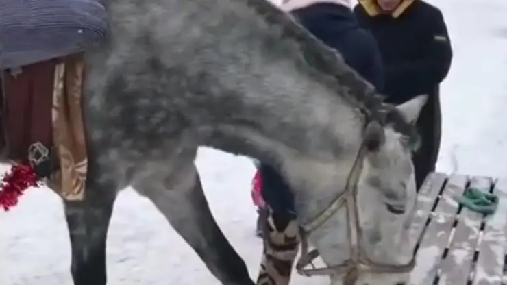 Лошадь погрызла лавочки в красноярском парке «Солнечная поляна» 
