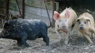 В Курагинском районе Красноярского края нашли очаг возгорания африканской чумы свиней