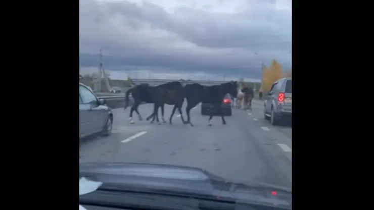 В Красноярске движение автомобилей перекрыл табун лошадей