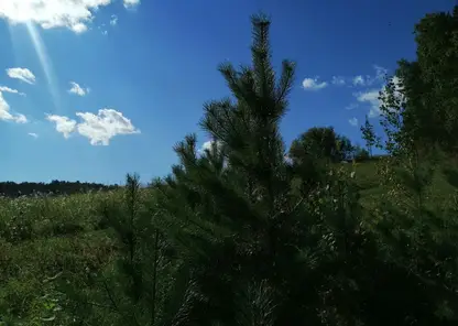 Осенний этап лесовосстановления стартовал в Хабаровском крае