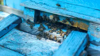 Восстанавливать медоносную базу в Приморье будет Агентство по развитию пчеловодства