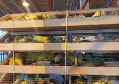 В Красноярск из Кыргызстана привезли 1 408 попугаев