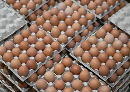 В Красноярском крае не зафиксировали дефицита куриных яиц