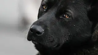 Новосибирцы вышли на митинг против эвтаназии бездомных собак