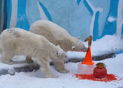 В Новосибирском зоопарке устроили праздник по случаю дня рождения Белки и Стрелки