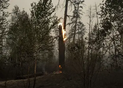 Число лесных пожаров в Якутии близится к 100