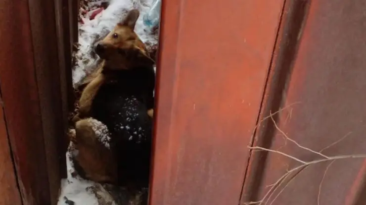 Красноярские волонтёры спасли лежащую между гаражами собаку