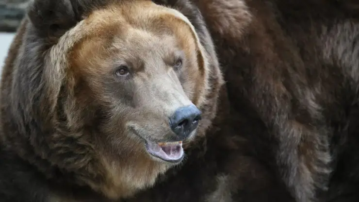 Медведь зверски расправился с коровой в Новосибирской области