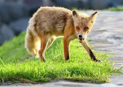 Бешенная лиса забежала во двор частного дома в Бурятии