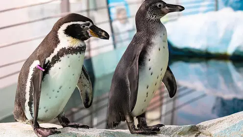 «Роев ручей» просит помочь красноярцев выбрать имя пингвинёнку