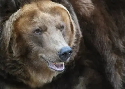 Медведь зверски расправился с коровой в Новосибирской области