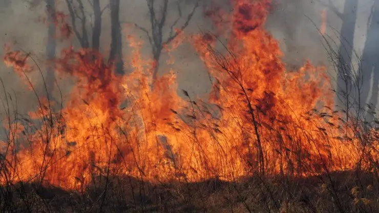 Пожарные их Томска отправились тушить лесные пожары в Рязанской области 
