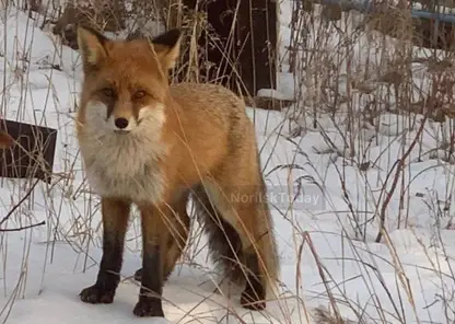 В Красноярском крае лисица встретилась с людьми на кладбище 