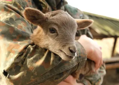 В Иркутском зоосаде у самочки муфлона родился детеныш