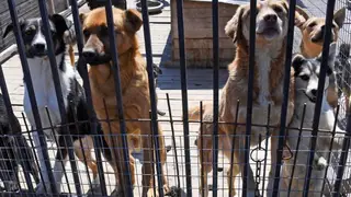 Жительница Бурятии держит в своем доме 13 собак