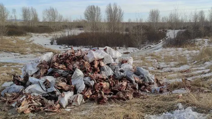 В Красноярском крае ликвидировали незаконный скотомогильник