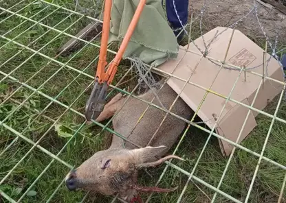 В Лесосибирске косуля застряла в заборе лесохимического завода