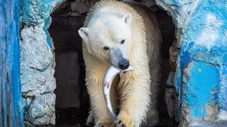 В красноярском «Роевом ручье» для белых медведей устроили рыбалку