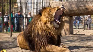 В барнаульском зоопарке отметили 11-летие льва Алтая 