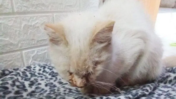 Ветеринары Бурятии борются за жизни кошки