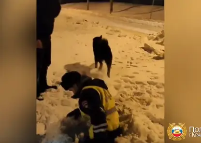 Провалившуюся в открытый коллектор собаку спасли красноярские полицейские