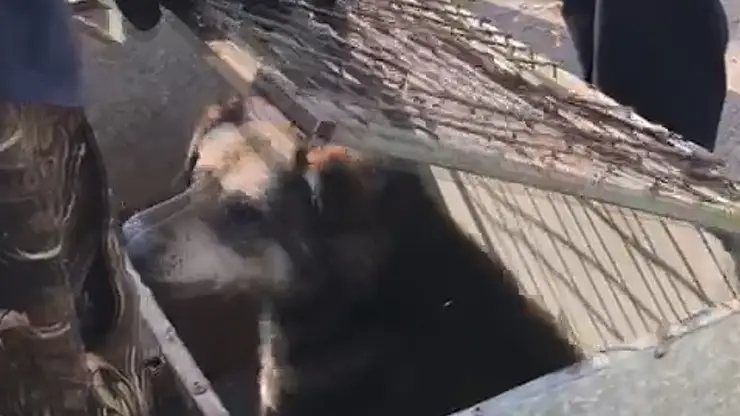 Новосибирские спасатели помогли застрявшей в яме собаке 