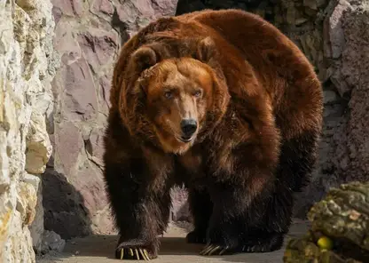 В Алтайском крае медведи стали чаще выходить к людям 